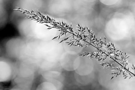 lonely blade of grassの写真素材