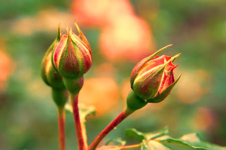 Red rose budsの写真素材
