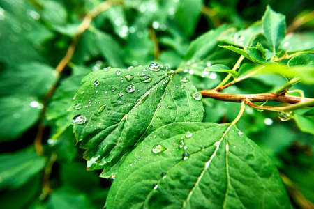 Dew drops on leaves