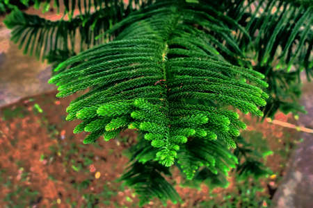 Spruce branchの写真素材