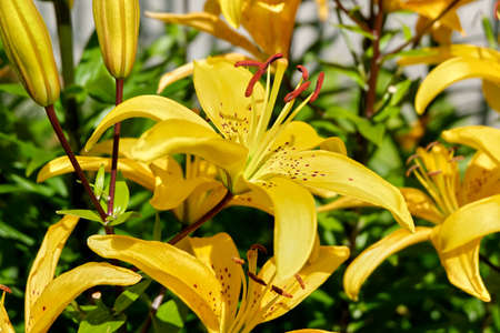 Yellow flower