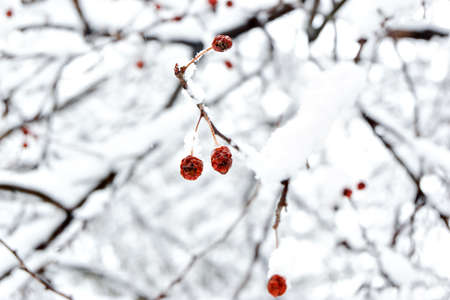 red berries in snowの写真素材