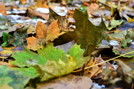autumn leaves on the groundの写真素材