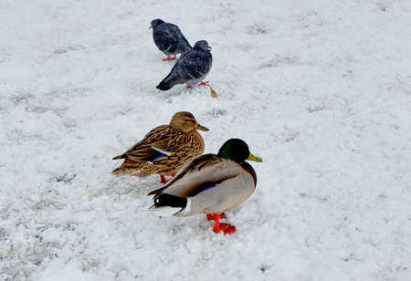 two ducks in the snowの写真素材