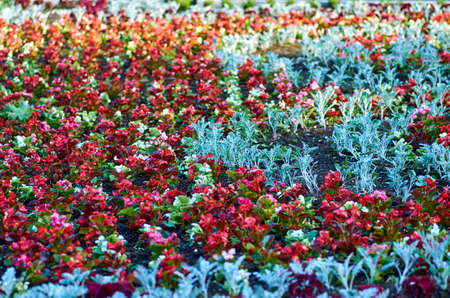 colorful flower background of flowers