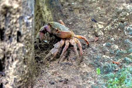Crab in the jungle