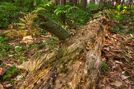 Rotten tree trunk