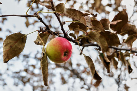 Ripe Apple on a branch