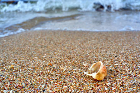 shell on beach