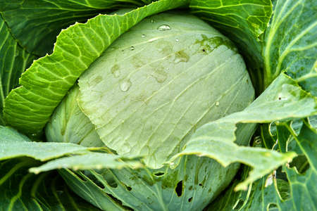head of cabbageの写真素材