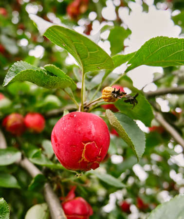 red apple on treeの写真素材