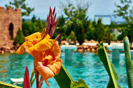 Flower and pool