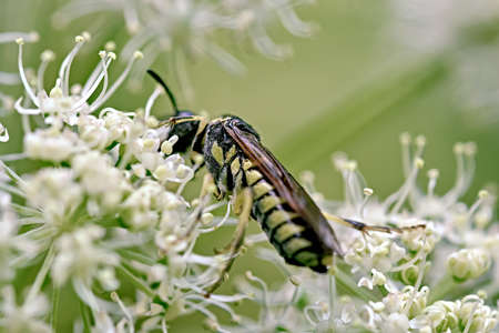 bee on a flowerの写真素材