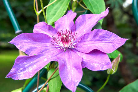Purple flower in the gardenの写真素材