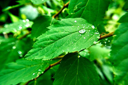 dew on a leafの写真素材