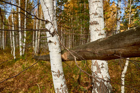 tree in the forest