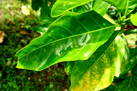green leaf with water dropsの写真素材