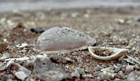 shell on the beachの写真素材