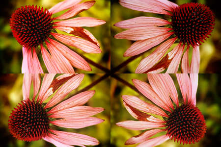 Echinacea flowerの写真素材
