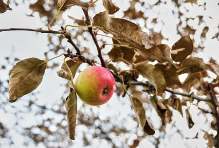 red apple on a treeの写真素材