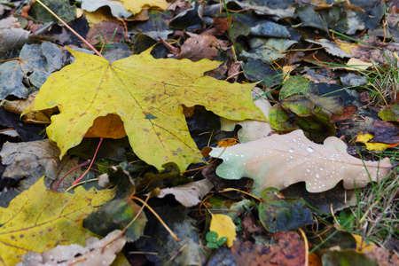 maple leaves on ground in autumnの写真素材