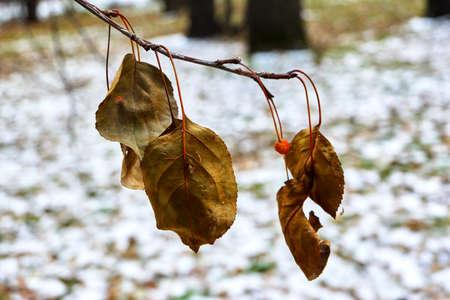 autumn leaves on a treeの写真素材