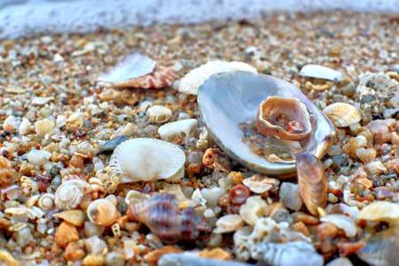 sea shells on the beachの写真素材