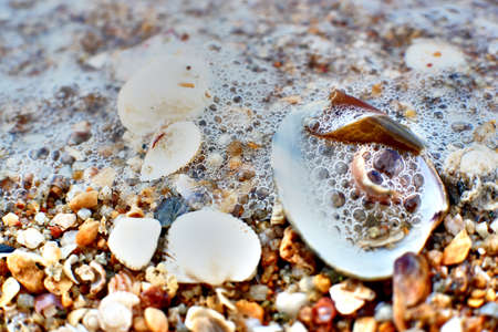 shell on the beachの写真素材