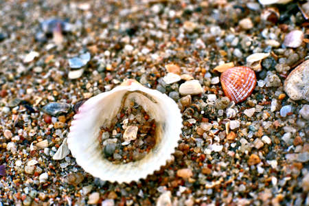 sea shells in the sandの写真素材