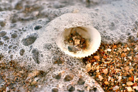 Shell on the shoreの写真素材