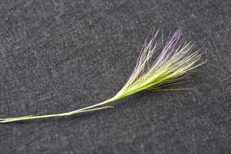 feather on a black backgroundの写真素材