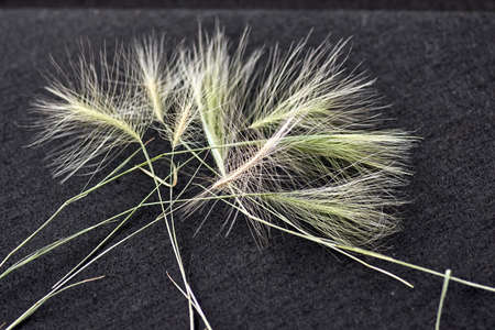 Tuft of grassの写真素材