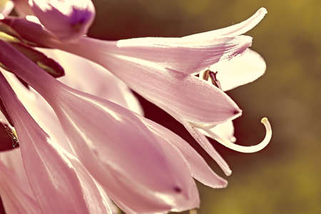 closeup of pink flowerの写真素材