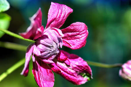flower in gardenの写真素材