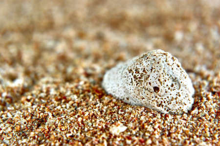 sea shell on the beachの写真素材