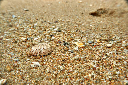 sea shells on the beachの写真素材