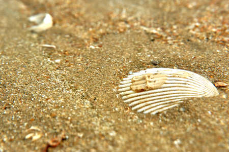 sea shell on the beachの写真素材
