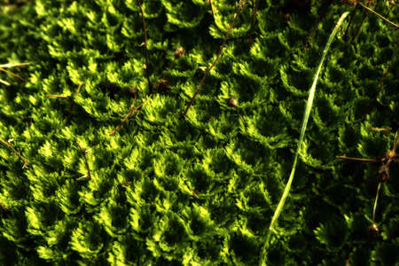 green abstract backgroundの写真素材