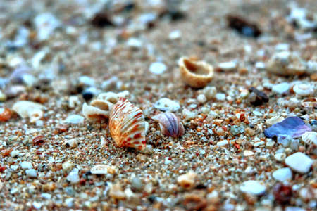 shells on the beach