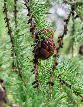 pine cone on a branchの写真素材