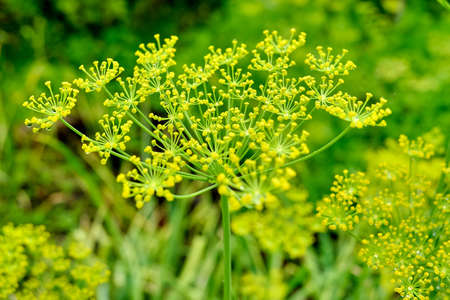 Blooming dill