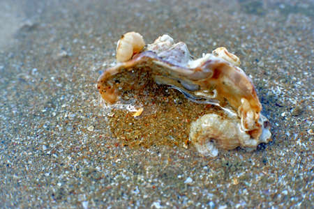 Shell in the sand