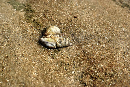 hermit crab on the beachの写真素材