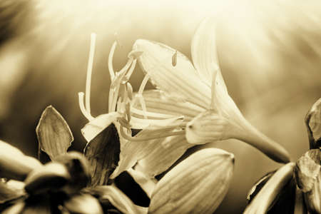 flowers on black backgroundの写真素材
