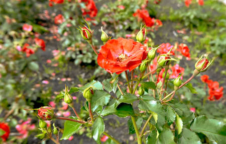 Red roses in the gardenの写真素材