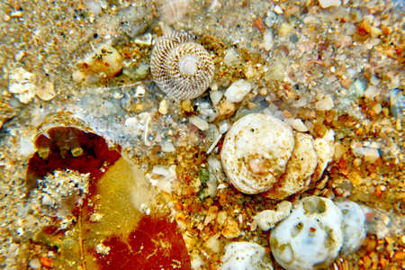 sea shells on the beachの写真素材