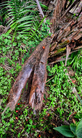 trunk of a treeの写真素材