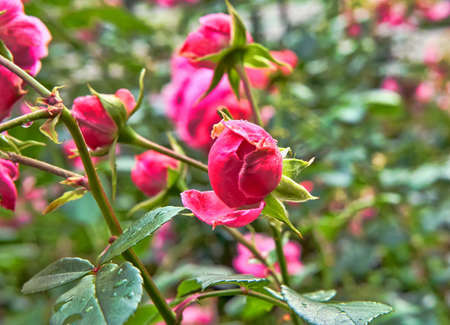 red rose in the gardenの写真素材