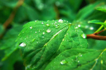 green leaf with water dropsの写真素材