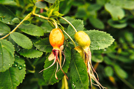 Wild rose berriesの写真素材